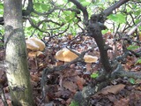 léto-houbařeni ve Skryjích